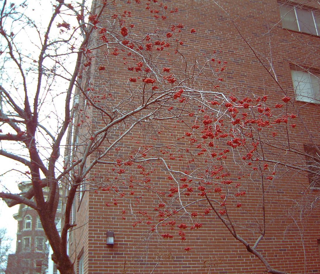 Red berries against a brick wall at Harvard
