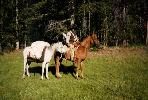  Cando (Steve) and Tai and Ditto packing into Montana Rendezvous, 1996