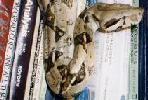 Drizzt the Boa Snake, William's friend